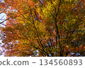 秋日公園裡一棵大樹上美麗的樹葉 134560893