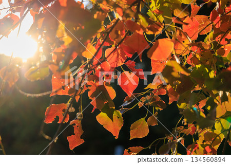 秋日公園裡,晨曦灑在樹上美麗的秋葉上。 秋日公園裡,晨曦灑在樹上美麗的秋葉上。 134560894