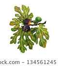 An illustration of a fig tree branch on a white background. Hand-drawn in watercolor. Suitable for printing products, postcards, and souvenirs. 134561245