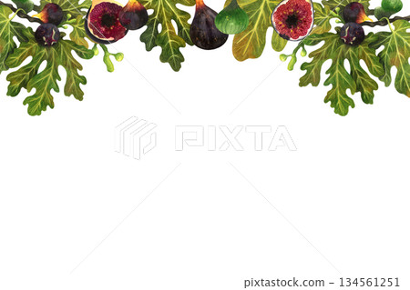 Illustration of fig tree fruits and leaves on a white background. Hand-drawn in watercolor. Suitable for printing products, postcards, and souvenirs. 134561251