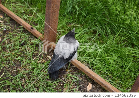 Alert crow on grassy field facing camera with detailed feathers Alert crow on grassy field facing camera with detailed feathers 134562359