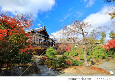 【京都府】晴天裡，祇園甲部歌舞蓮城庭園的秋葉 134562770