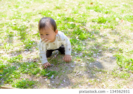 公園裡，一個嬰兒在草地上精力充沛地爬行。 134562931