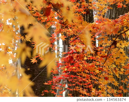 Autumn leaves Autumn leaves 134563874