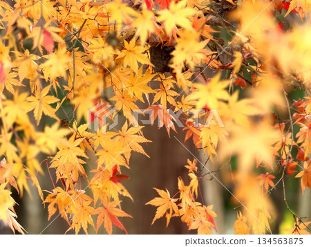 Autumn leaves Autumn leaves 134563875