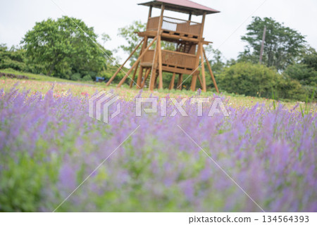 Aoyama Plateau, Mie Prefecture: Lavender fields that stretch out as far as the eye can see 134564393