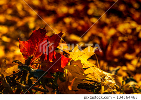 Close-up of vibrant red maple leaf on golden autumn ground Close-up of vibrant red maple leaf on golden autumn ground 134564465