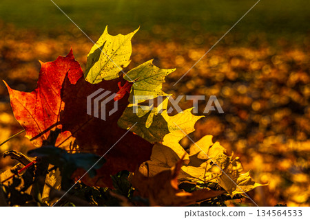 Close-up of vibrant red maple leaf on golden autumn ground 134564533