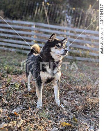 一隻黑色柴犬端莊地站在狗舍裡 134564557