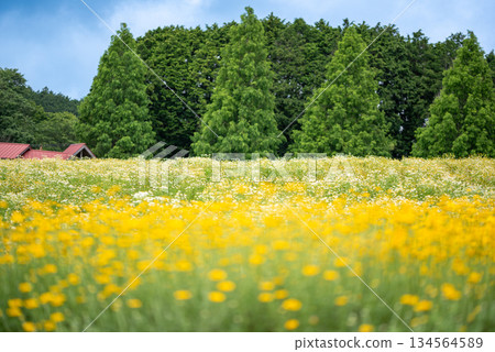 A field of rapeseed flowers in Aoyama Plateau, Mie Prefecture 134564589