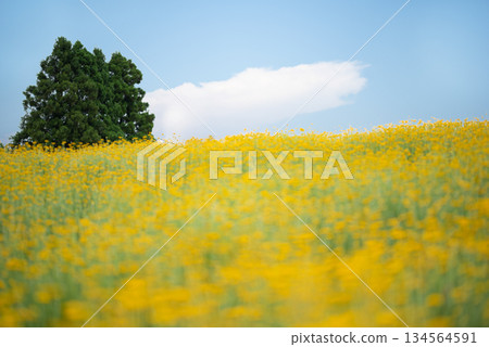 三重縣青山高原上，一棵挺立在油菜花田中的樹 134564591