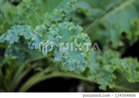 Close-up Macro View of Fresh Organic Curly Kale Leaves Growing in Garden Bed Close-up Macro View of Fresh Organic Curly Kale Leaves Growing in Garden Bed 134564606