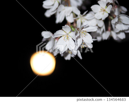 Cherry blossoms and moonlight appearing in the dark night 134564683