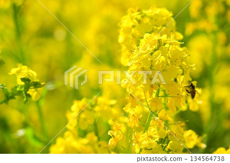 黃色油菜花 134564738