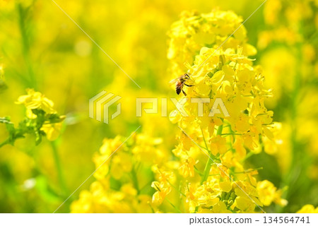 蜜蜂採蜜 134564741
