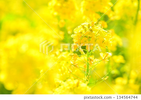 黃色油菜花 134564744