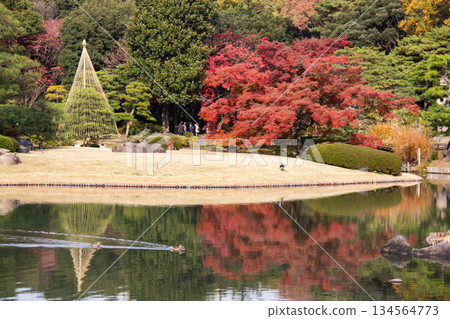 Autumn leaves reflected in the pond of Rikugien Garden, Yukitsuri and swimming ducks Autumn scenery in a Japanese garden 134564773