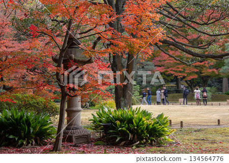 六義園的秋葉與石燈籠,秋日式庭園美景,行人漫步其中。 六義園的秋葉與石燈籠,秋日式庭園美景,行人漫步其中。 134564776