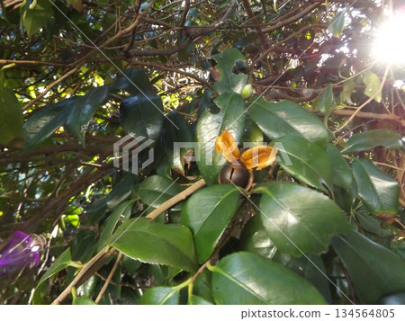A seed emerging from the fruit of a camellia bush 134564805