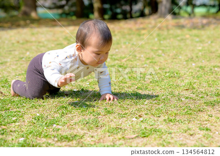 A baby crawling energetically on the grass in the park. Trimming A baby crawling energetically on the grass in the park. Trimming 134564812