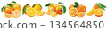 Panoramic set of fresh mandarins and oranges with green leaves and peeled segments on white 134564850