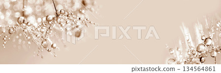 Panoramic macro abstract of dandelion seeds with water drops in soft sepia tones 134564861