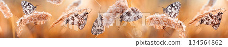 Panoramic macro shot of marbled white butterflies on dry grass in warm sunset light 134564862