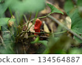 Highly poisonous fly agaric mushroom (a mushroom that is dangerous even to touch) 134564887