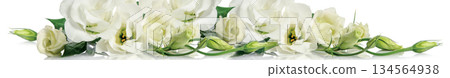 Elegant white eustoma flowers and green buds arranged on a white background 134564938