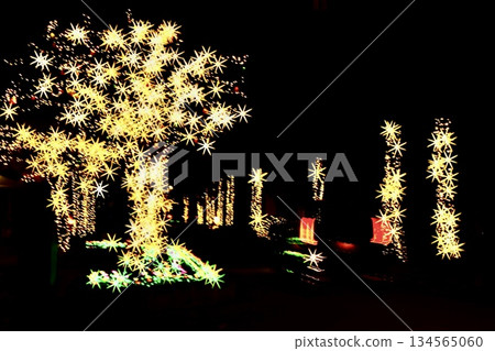 Shunan Tree Festival 2025 Road to Aozora Park Shunan Tree Festival 2025 Road to Aozora Park 134565060