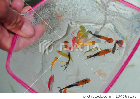 Hand holding pink net scooping up various colorful ornamental fish in water. 134565153