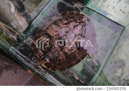 Overhead View of a Red-Eared Slider Turtle in a Small Glass Aquarium Tank. 134565156