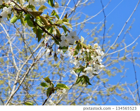 White cherry blossoms, Prunus subgen., bloom in a cherry orchard. Close-up against a blue sky White cherry blossoms, Prunus subgen., bloom in a cherry orchard. Close-up against a blue sky 134565523