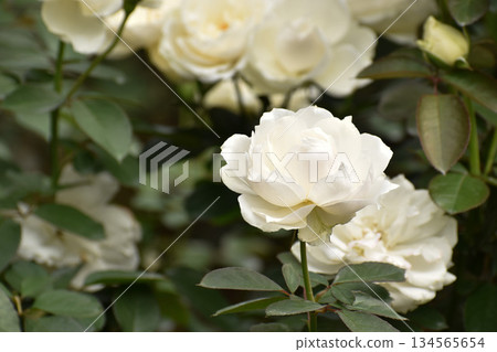 Pure white autumn roses Pure white autumn roses 134565654