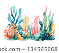 Colorful coral and seaweed watercolor illustration 134565668