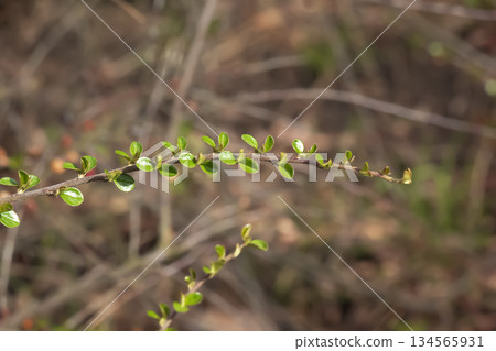 Close-up of a branch of Cotoneaster horizontalis with small green leaves against a blurred natural background. Close-up of a branch of Cotoneaster horizontalis with small green leaves against a blurred natural background. 134565931