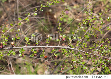 Close-up of branches of Cotoneaster horizontalis with small red last year's fruits against a blurred natural background. Close-up of branches of Cotoneaster horizontalis with small red last year's fruits against a blurred natural background. 134565932