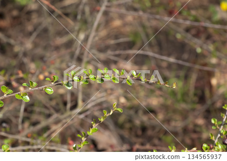 A close-up of a horizontal cotoneaster branch with small green leaves against a blurred natural background. Early spring. 134565937