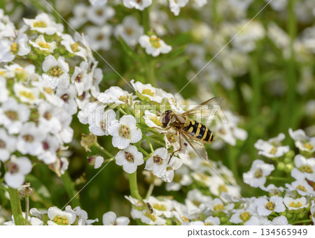 Close up view of a hoverfly collecting nectar on white Sweet Alyssum flowers Close up view of a hoverfly collecting nectar on white Sweet Alyssum flowers 134565949
