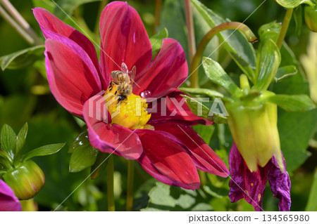 A bee collecting nectar on a red dahlia flower A bee collecting nectar on a red dahlia flower 134565980