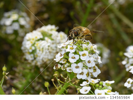 Close up view of a bee collecting nectar on white Sweet Alyssum flowers Close up view of a bee collecting nectar on white Sweet Alyssum flowers 134565984