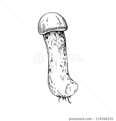 Vector illustration of a white mushroom with a long stem. Hand-drawn line art, engraving style. Suitable for packaging, labels, logos, botanical prints, coloring pages or food design Vector illustration of a white mushroom with a long stem. Hand-drawn line art, engraving style. Suitable for packaging, labels, logos, botanical prints, coloring pages or food design 134566285