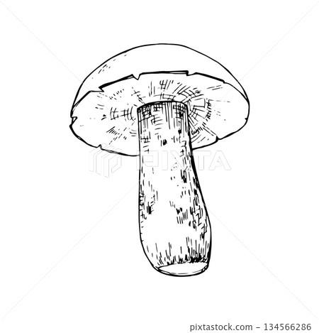 Vector illustration of a white mushroom with a thick stem and wide cap. Clean black line art style. Suitable for logos, prints, packaging, labels, tattoos, coloring pages and botanical designs Vector illustration of a white mushroom with a thick stem and wide cap. Clean black line art style. Suitable for logos, prints, packaging, labels, tattoos, coloring pages and botanical designs 134566286