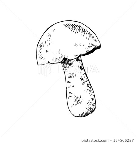 Vector illustration of a white mushroom with a rounded cap. Hand-drawn line art, vintage engraving style. Ideal for packaging, labels, logos, tattoos, botanical art, prints or coloring pages Vector illustration of a white mushroom with a rounded cap. Hand-drawn line art, vintage engraving style. Ideal for packaging, labels, logos, tattoos, botanical art, prints or coloring pages 134566287