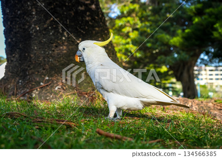 Sulphur-crested cockatoo foraging in a park in Manly, Sydney, Australia Sulphur-crested cockatoo foraging in a park in Manly, Sydney, Australia 134566385