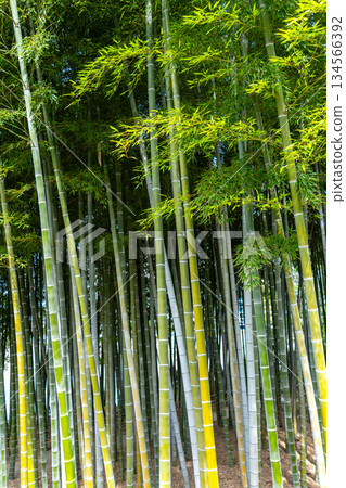 Bamboo forest in Shukkei-en Garden, Hiroshima, Japan 134566392