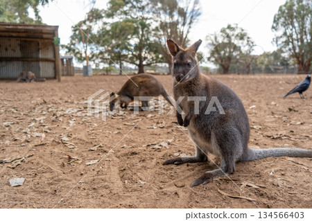 Group of wallabies standing together on Kangaroo Island, Australia 134566403