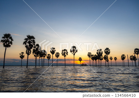 Borassus palms at sunset on Lake Tempe, Sulawesi, Indonesia Borassus palms at sunset on Lake Tempe, Sulawesi, Indonesia 134566410