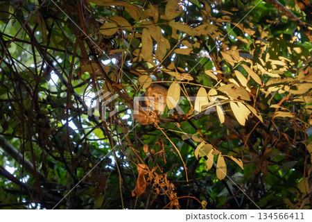 Spectral tarsier hidden in the forest at Tentena, Sulawesi, Indonesia 134566411