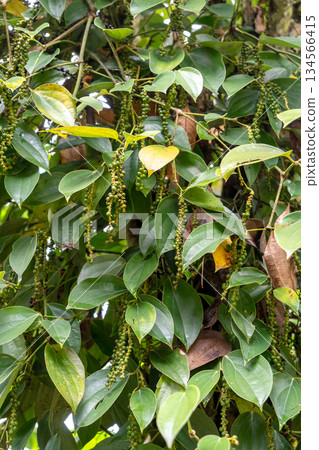 Close-up of black pepper plant in Toraja, Sulawesi, Indonesia Close-up of black pepper plant in Toraja, Sulawesi, Indonesia 134566415